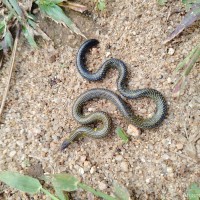 <i>Rhinophis gunasekarai</i>  Wicramasinghe, Vidanapathirana, Wicramasinghe and Gower  , 2020